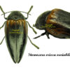 Sternocera orissa variabilis - Image 2
