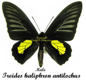 Troides haliphron antilochus