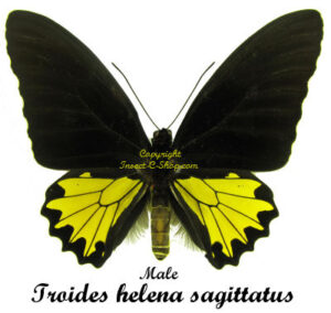 Troides helena sagittatus