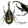 Xylotrupes  sumatrensis - Image 2