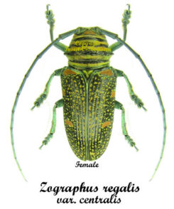 Zographus regalis centralis