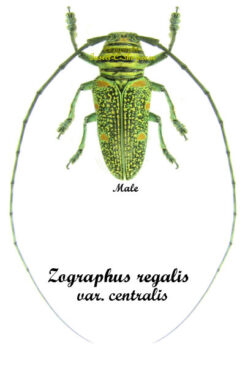 Zographus regalis centralis