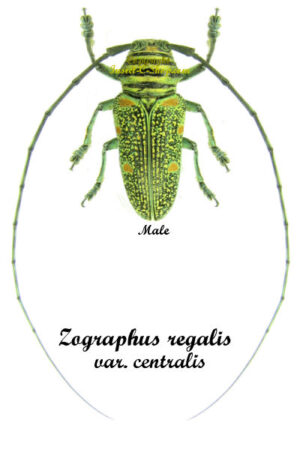 Zographus regalis centralis