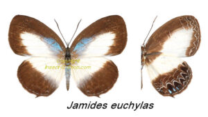 Jamides euchylas - Image 2