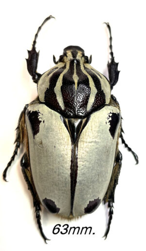 Goliathus goliatus ab. quadrimaculatus - Insect collector's shop ...