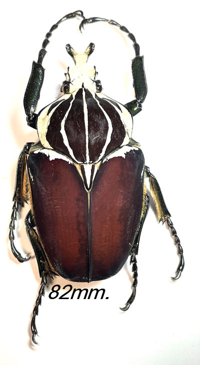 Goliathus goliatus ab. apicalis Insect collector's shop Collectionneur  d'insectes