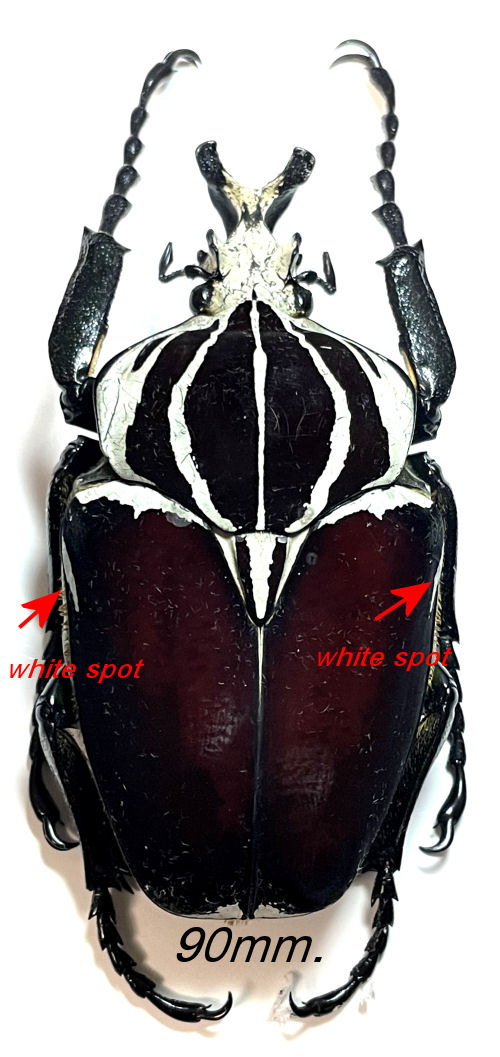 Goliathus goliatus apicalis 90mm CONGO