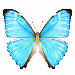 Morpho (Cytheritis) Zephyritis