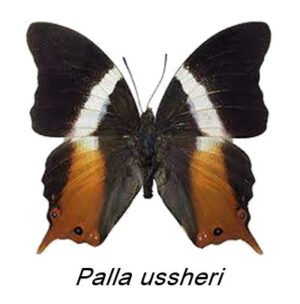 Palla ussheri dobelli