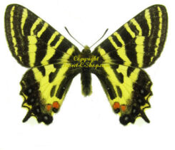 Others Papilionidae