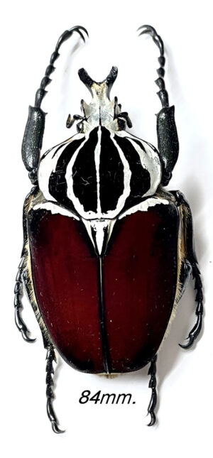 Goliathus goliatus  ab. goliatus