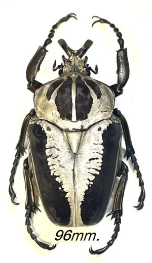 Goliathus regius