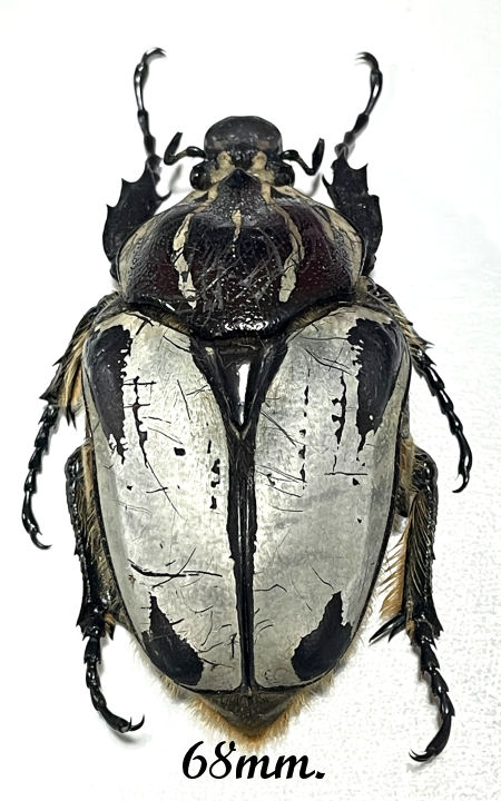 Goliathus goliatus sp. intermedius - Insect collector's shop ...