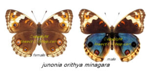 junonia orithya minagara - Image 2