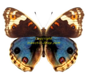 junonia orithya minagara