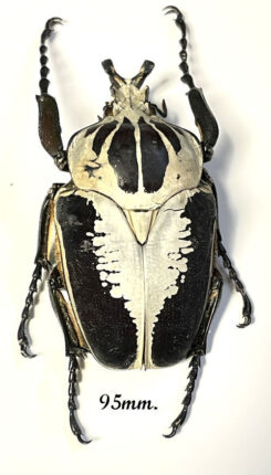 Goliathus regius