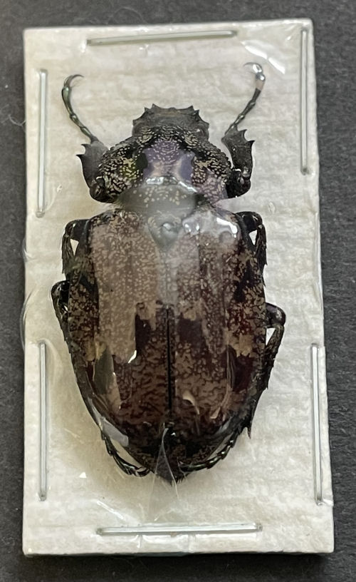 Inca bomplandi - Insect collector's shop | Collectionneur d'insectes