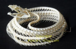 Ahaetulla prasina ( coiled skeleton )