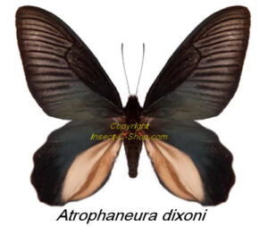 Atrophaneura dixoni