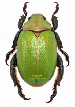 Chrysina erubescens - bi-couleur