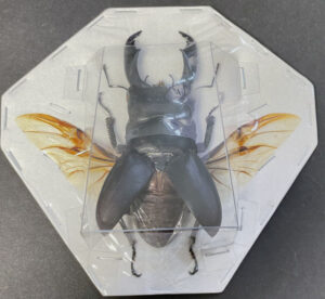 Dorcus titanus yasuokai  ( spread )