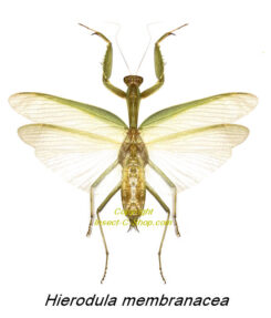 Mantis religiosa siedleckii A1 d'Indonesie! Entomologie Insecte Mante Mantidae 