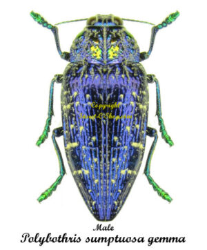 Polybothris sumptuosa gemma