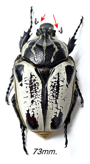 Goliathus goliatus  ab. striatus