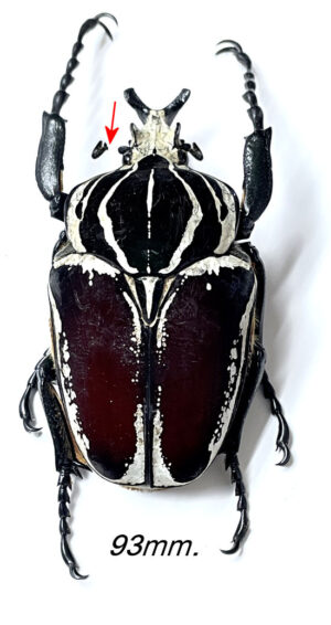 Goliathus goliatus  ab.  conspersus