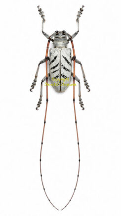 Cornuscoparia annulicornis  ( très rare )