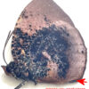 Memphis ( Anaea  ) anna - Image 3