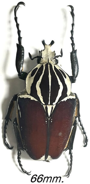 Goliathus goliatus  ab.  apicalis