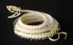 Hypsiscopus plumbea ( squelette enroulé )
