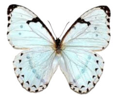 Morpho catenaria catenarius