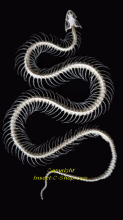Xenochrophis melanzostus ( curved skeleton )