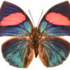 Memphis ( Anaea  ) anna