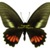 Eurytides ( Mimoides ) ariarithes