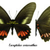 Eurytides ( Mimoides ) ariarithes - Image 2