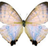 Morpho ( Cytheritis ) sulkowskyi
