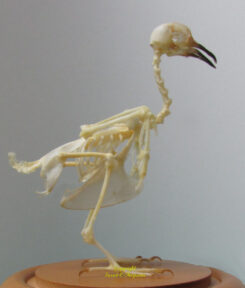 Streptopelia chinensis ( skeleton )