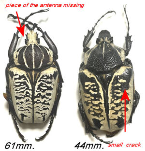 Goliathus albosignatus  ab. kirkianus