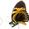 Papilio ( Pyrrhosticta ) bachus - Image 2