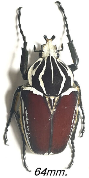 Goliathus goliatus  ab.  apicalis