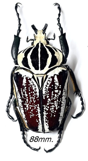 Goliathus goliatus  ab. partitus