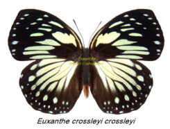 Euxanthe crossleyi crossleyi