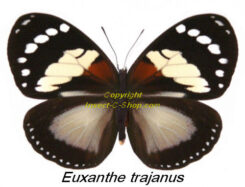 Euxanthe trajanus