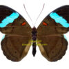 Nessaea hewitsoni ( 5-pcs )