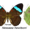 Nessaea hewitsoni ( 5-pcs ) - Image 2