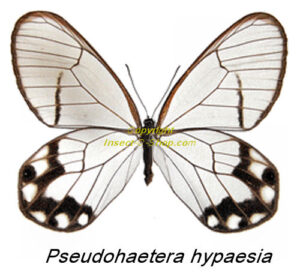 Pseudohaetera hypaesia