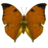 Zaretis ( Anaea ) isidora